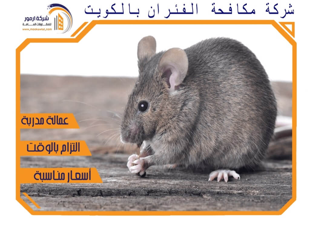 شركة مكافحة الفئران بالكويت
